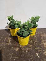 3 leuke kunstplanten in gele potjes, Ophalen of Verzenden, Zo goed als nieuw, Binnen