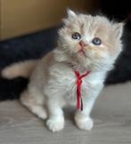 Britse korthaar kittens raszuiver met stamboom, Dieren en Toebehoren, Katten en Kittens | Raskatten | Langhaar, Meerdere dieren