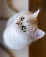 Ragdoll & Brits Koorthar, Dieren en Toebehoren, Poes, Gechipt, 3 tot 5 jaar