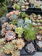 Vetplantjes & stekjes te koop – succulenten vanaf €2!, Huis en Inrichting, Ophalen, Vetplant, Halfschaduw, In pot