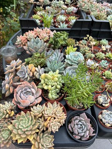 Vetplantjes & stekjes te koop – succulenten vanaf €2! beschikbaar voor biedingen
