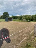 Fijn 24-7 buiten plek voor shetlander of kleine pony, Dieren en Toebehoren, Stalling en Weidegang, Weidegang, 1 paard of pony