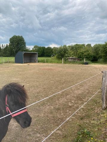 Fijn 24-7 buiten plek voor shetlander of kleine pony beschikbaar voor biedingen