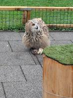 Mooie siberische oehoe dame, Dieren en Toebehoren, Vogels | Overige Vogels, Vrouwelijk, Roofvogel, Geringd