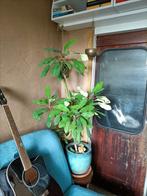 Madagaskar Jewel, Ophalen, Overige soorten, Halfschaduw, In pot