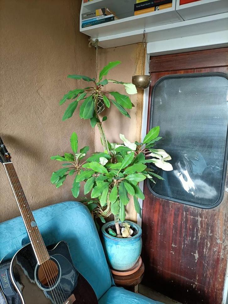 Madagaskar Jewel, Huis en Inrichting, Kamerplanten, Overige soorten, Minder dan 100 cm, Bloeiende kamerplant, Halfschaduw, In pot
