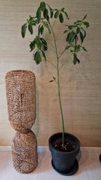 Grote Avocado Plant 'Semil' met Pot - 180cm, Ophalen