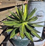 Agave Lophantha  / cactus / vetplant, Tuin en Terras, Ophalen, Bloeit niet, Overige soorten, Volle zon