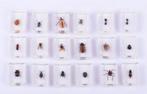 Insecten Collectie in Kunststof Blokjes - 18 stuks, Ophalen, Gebruikt, Insect, Beeldje of Figuurtje
