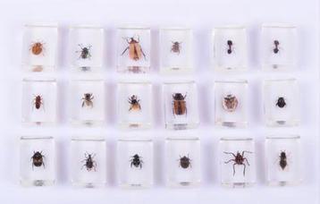 Insecten Collectie in Kunststof Blokjes - 18 stuks beschikbaar voor biedingen