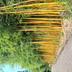 Bamboe Fargesia Phyllostachys, Tuin en Terras, Planten | Struiken en Hagen, Ophalen, Bamboe, 250 cm of meer