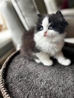 Nog 1 mooi poes 🩷Oreo mix Ragdoll - perzische laanharige, Dieren en Toebehoren, Katten en Kittens | Raskatten | Korthaar, Meerdere dieren