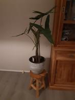 Alocasia Zebrina zebraplant kamerplant, Huis en Inrichting, Kamerplanten, Ophalen, Minder dan 100 cm