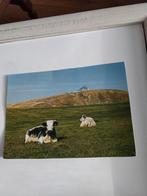 KOEIEN  IN WEILAND. HAUTES-VOSGES, Ophalen of Verzenden, Voor 1920