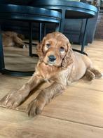 Golden Doodle x Ierse setter pups, HCC (leverziekte), Overige rassen, 8 tot 15 weken, Meerdere