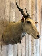Opgezette Eland antilope, Verzamelen, Dierenverzamelingen, Nieuw, Ophalen