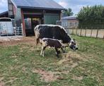 Te koop Speckle Park koe met stierkalf, Dieren en Toebehoren, Runderen, Meerdere dieren