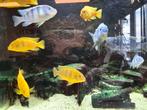 cichlide uit het Malawimeer, Dieren en Toebehoren, Vissen | Aquariumvissen, Vis, Zoetwatervis