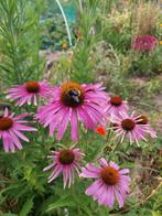 Echinacea purpurea - Rode Zonnehoed zaden, Ophalen of Verzenden, Voorjaar, Volle zon, Zaad