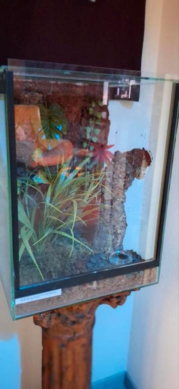 Poecilotherea Regalis met ingericht terrarium beschikbaar voor biedingen