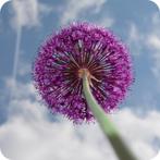Allium 'Globemaster' Sierui paarse bloemen biodivers geurend, Ophalen of Verzenden, Gehele jaar, Volle zon, Bloembol