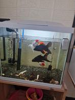 aquarium, Ophalen, Zo goed als nieuw, Gevuld zoetwateraquarium