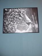 5 dieren schilderijen.  Tijgers , olifanten, Huis en Inrichting, Woonaccessoires | Schilderijen, Tekeningen en Foto's, Minder dan 50 cm