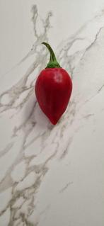 Paprika "Lesya", Ophalen of Verzenden, Voorjaar, Halfschaduw, Zaad