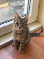 Kittens moeten met spoed weg, Dieren en Toebehoren, Katten en Kittens | Overige Katten