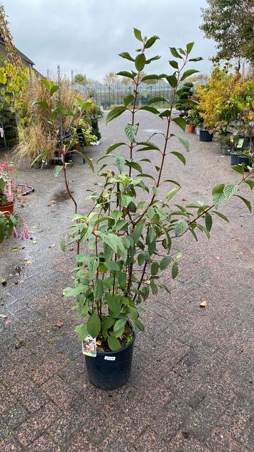 Viburnum ‘ bodnantese  dawn nu €13,10! beschikbaar voor biedingen