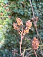 Zaden Hibiscus, Ophalen of Verzenden, Volle zon