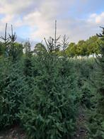 Kerstbomen te koop, Tuin en Terras, Planten | Bomen, Overige soorten, 100 tot 250 cm, Zomer, Ophalen
