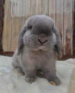 Minilop Ram (België), Dieren en Toebehoren, Konijnen