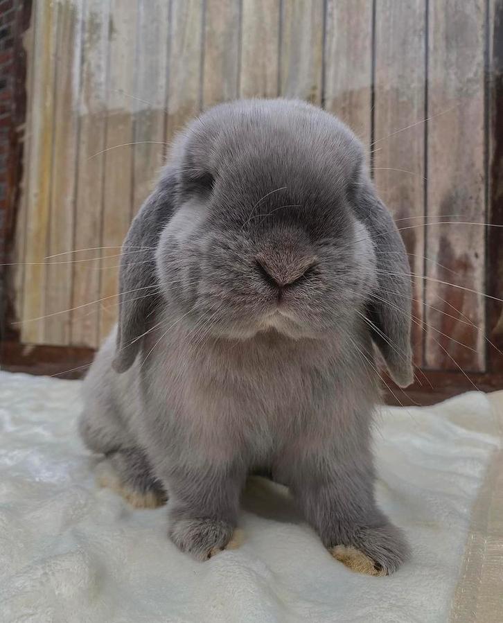 Minilop Ram (België), Dieren en Toebehoren, Konijnen