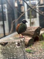Roulroul hen, dood. Taxidermie?, Vrouwelijk, Tropenvogel