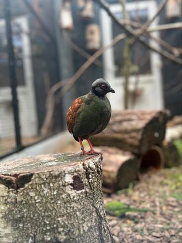 Roulroul hen, dood. Taxidermie? beschikbaar voor biedingen