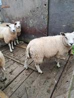 23 ooien tekoop, Dieren en Toebehoren, Vrouwelijk, Schaap