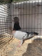 Drie Rihani/ Basra duivinnen, Meerdere dieren, Overige soorten