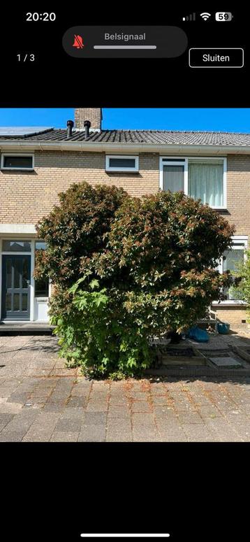 Viburnum tinus 3m hoog beschikbaar voor biedingen
