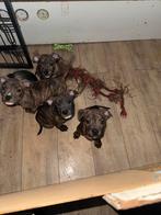 Te koop engelse stafford, Parvo, Overige rassen, 8 tot 15 weken, Meerdere