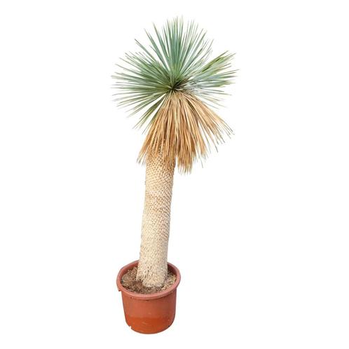 Yucca rostrata hybrides - Aan huis bezorgd - Gratis advies, Tuin en Terras, Planten | Tuinplanten, Vaste plant, Overige soorten