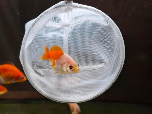 Yuan Bao Sluierstaart, Dieren en Toebehoren, Vissen | Aquariumvissen, Vis