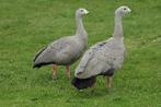 Hoendergans, Dieren en Toebehoren, Pluimvee, Vrouwelijk, Gans of Zwaan
