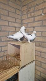 Koppel oosterse meeuwen, Dieren en Toebehoren, Vogels | Duiven, Meerdere dieren, Overige soorten