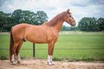 Knappe 5 jarige Frederiksborger, Dieren en Toebehoren, Paarden, Ruin, Zadelmak, 170 tot 175 cm, 3 tot 6 jaar