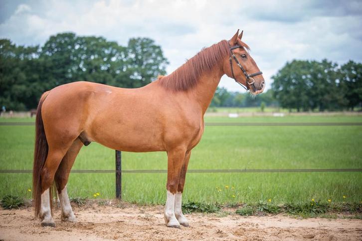 Knappe 5 jarige Frederiksborger, Dieren en Toebehoren, Paarden, Ruin, Zadelmak, 170 tot 175 cm, 3 tot 6 jaar