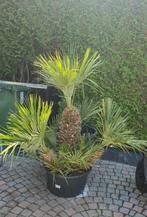 Dwergpalm meerstammig
‘Chamaerops humilis’, Tuin en Terras, Ophalen, Zomer, Overige soorten, Volle zon