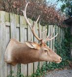 Zeer mooie grote opgezette Canadese Wapiti/hert, Verzamelen, Ophalen, Zo goed als nieuw, Wild dier, Opgezet dier