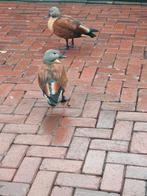 Grijskop casarca gezocht   vrouwen, Vrouwelijk