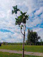 vijgenboom, Overige soorten, Lente, 100 tot 250 cm, Ophalen